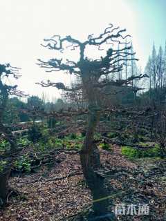 16公分造型银杏