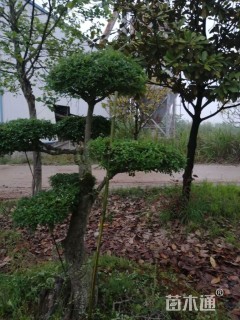 18公分对节白蜡