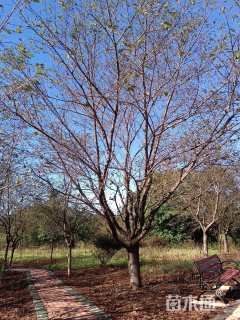 30公分日本晚樱