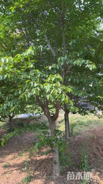 9公分染井吉野樱