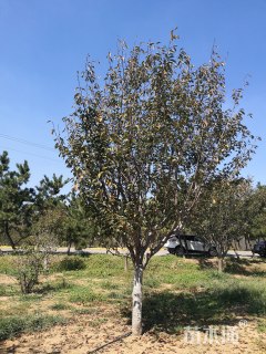 22公分日本晚樱