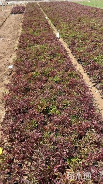 高度35厘米芍药