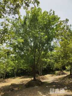 60公分丛生榔榆