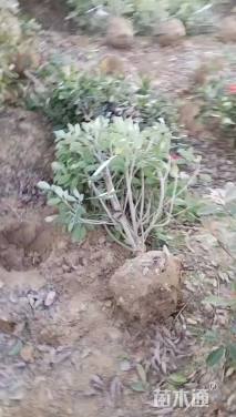 冠幅80厘米红叶石楠球