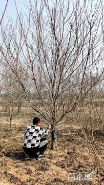 12公分青叶碧桃