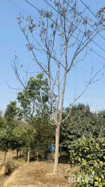 18公分黄山栾树