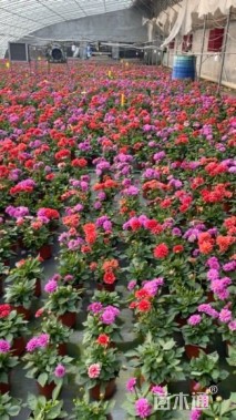 高度25厘米小丽花