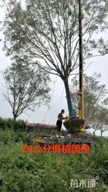 23公分国槐