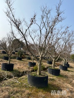 12公分日本红枫