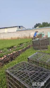 高度30厘米荷兰菊