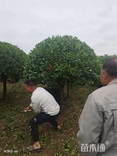 10公分高杆卫矛球