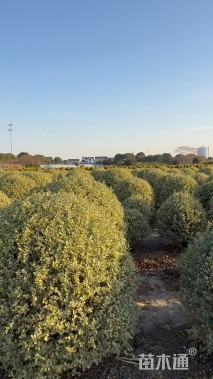 冠幅100厘米银姬小蜡球