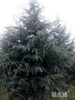 高度900厘米雪松