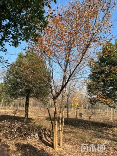高度6500厘米丛生三角枫