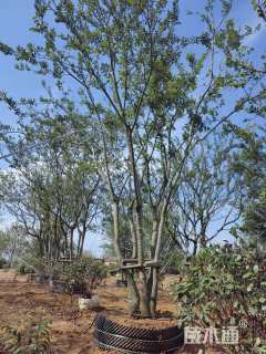 50公分(5杆)丛生朴树