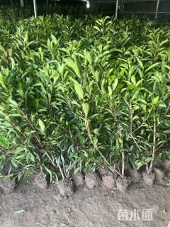 高度180厘米法国冬青