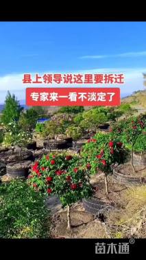 高度150厘米紫斑牡丹