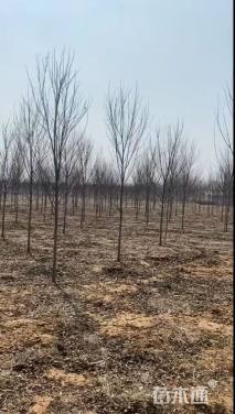 25公分美国红枫