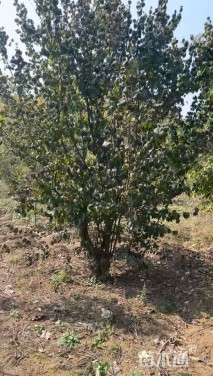 高度450厘米山茱萸