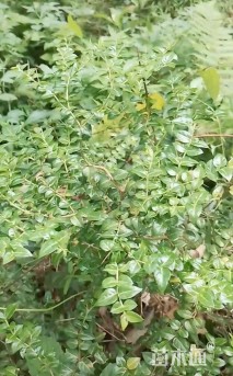 高度95厘米虎刺