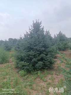 高度400厘米云杉