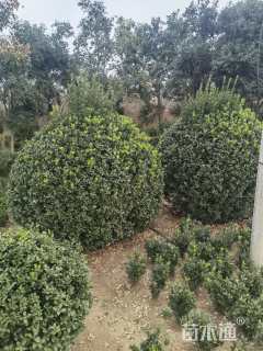 冠幅300厘米大叶黄杨球