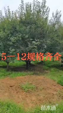 12公分红梅