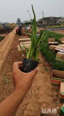 高度15厘米蛇鞭菊