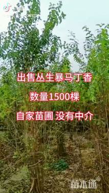 高度600厘米丛生暴马丁香