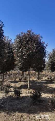 12公分高杆红叶石楠