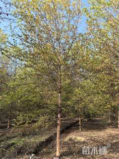 16公分河桦