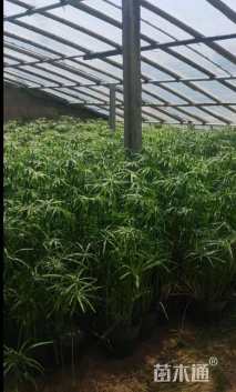 高度30厘米旱伞草