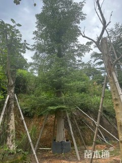 25公分细叶榄仁