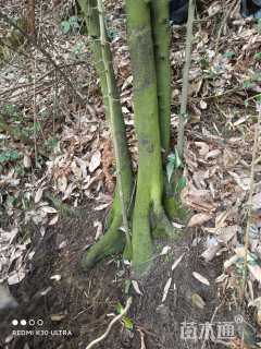 高度1200厘米金弹子