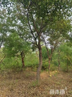 12公分(5杆)丛生朴树