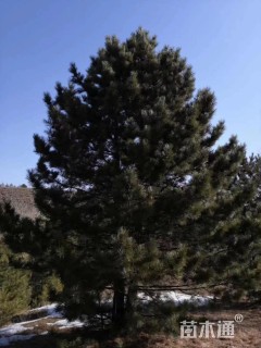 30公分造型油松