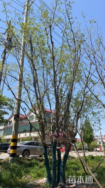 80公分丛生乌桕