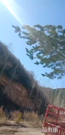 高度600厘米油松