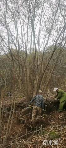 高度800厘米丛生五角枫