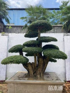 130公分造型对节白蜡