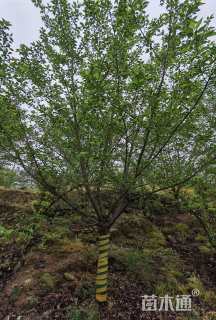 12公分染井吉野樱