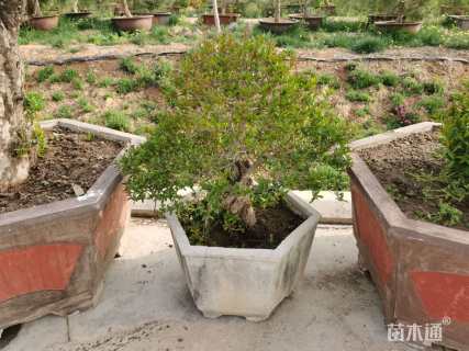 高度200厘米石榴