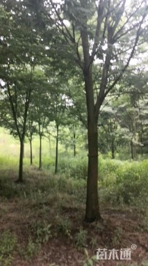 20公分榉树