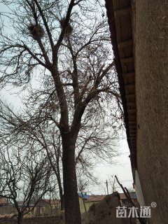 49公分老式白蜡