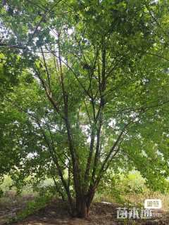 高度3000厘米丛生五角枫