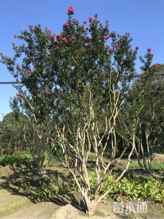 11公分四川红紫薇