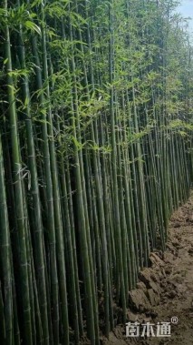 地栽苗刚竹