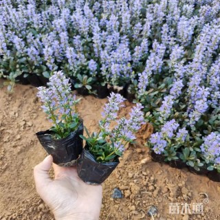 高度10厘米筋骨草