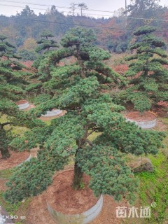 移栽苗造型罗汉松