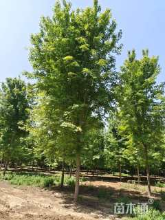 15公分美国红枫